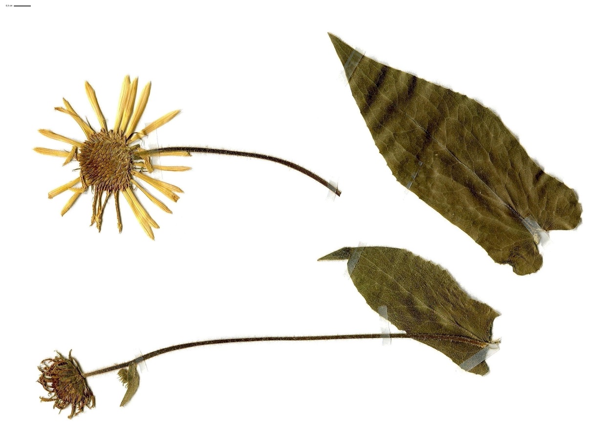 Doronicum austriacum (Asteraceae)